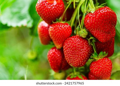 Harvesting of fresh ripe big organic red strawberry fruit in own garden. Banner with strawberry plants in a planthouse. - Powered by Shutterstock