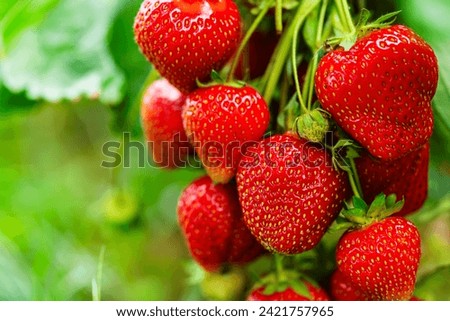 Similar – Image, Stock Photo Strawberry plant with ripe red and unripe green strawberries in a strawberry field