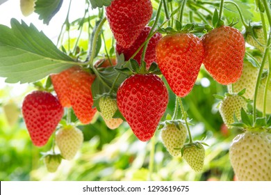 Harvesting of fresh ripe big red strawberry fruit in Dutch greenhouse - Powered by Shutterstock