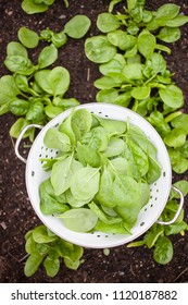 Harvesting Fresh Spinach From Home Garden