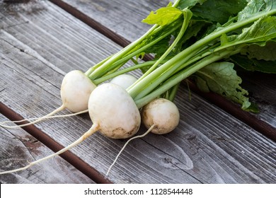 Harvesting Fresh White  Japanese Turnip Vegetable