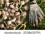 Harvesting garlic vegetables in the garden. Bunch of freshly harvested garlic with gloves and scissors top view, organic farming concept