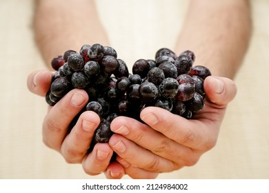 Harvesting Grape Juice On The Table Straight From The Farm.