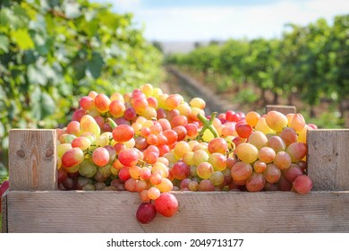 Harvesting grapes in the vineyards. Close-up of pink grapes in a wooden box. Winery and harvesting. Growing grapes and winemaking banner design