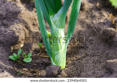 Similar – Foto Bild Bio Lauch Zwiebeln