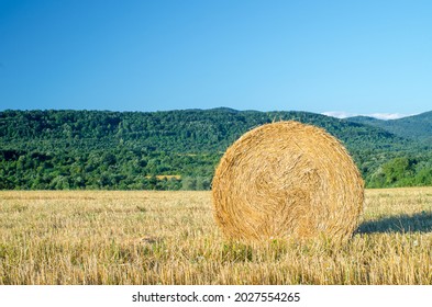 Harvesting Hay From A Farm. Bale Of Straw In The Field. Outdoor. Food For Animals. Close Up Of A Large Round Roll Of Hay. The Straw Rolls In Straw Stubble. Large Roll Of Hay. Straw Bale. Wheat