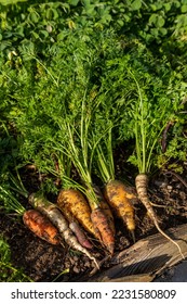 Harvesting in the home garden - close up of multicolored carrots just pulled from the ground - Shutterstock ID 2231580809
