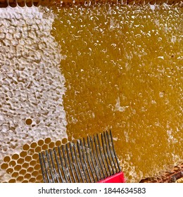 Harvesting Honey From The Honey Comb With A Red Honey Fork