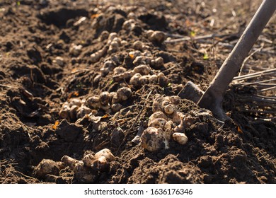 harvesting Jerusalem artichoke from the soil with a shovel