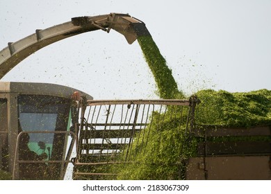 Harvesting Juicy Feed For Cattle. A Fragment Of A Silo Harvester Shredding Grass And Dumping The Crushed Green Mass Into A Truck. Close-up.                               