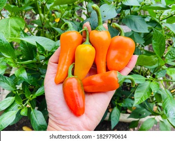 Harvesting mini sweet bell peppers - bell peppers in the hand. - Powered by Shutterstock