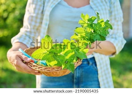 Harvesting mint leaves, woman's hands with pruner and wicker plate in garden
