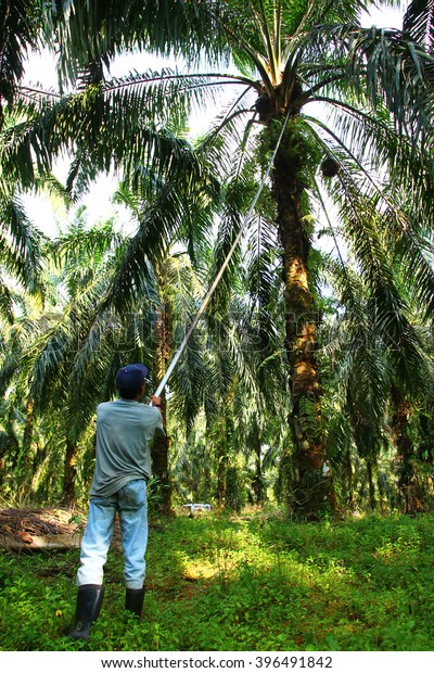 Harvesting Oil Palm Fruits Oil Palm Stock Photo (Edit Now) 396491842