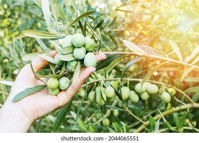 Harvesting olives. Hands of woman holding olives at sunrise. - Powered by Shutterstock