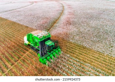 Harvesting On Blossoming White Cotton Field By A Combine Tractor With Bunker Wrapping Cotton Into Rolls On Flat Agricultural Cultivated Farm In NSW, Australia.