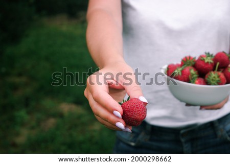 Harvesting organic strawberries. Attractive woman in denim shorts gives you strawberries on outstretched palm, with the other hand holding a white plate ripe with ripe strawberries.