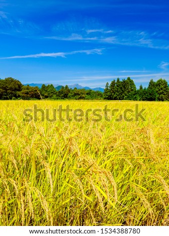 Harvesting paddy field and Mt. Tanigawa(vertical composition)