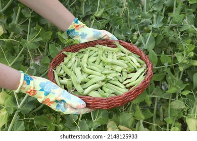 Harvesting peas in the summer on an eco farm for vegan food. Harvest of green vegetables in the hands of a gardener, organic products of own production. - Shutterstock ID 2148125933