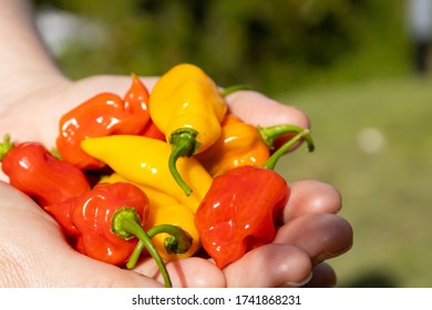 Harvesting peppers on your own garden!