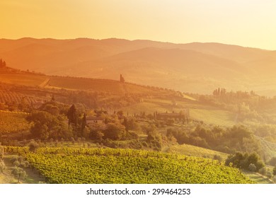 harvesting period in the Tuscan vineyard, Chianti, Italy - Shutterstock ID 299464253