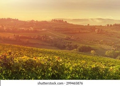 harvesting period in the Tuscan vineyard, Chianti, Italy - Shutterstock ID 299465876