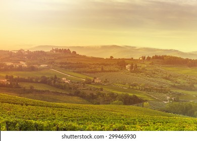harvesting period in the Tuscan vineyard, Chianti, Italy - Shutterstock ID 299465930
