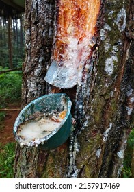 Harvesting Pine Tree Sap In The Forest