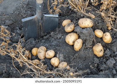 Harvesting potatoes in the household garden. Tops and tubers of potatoes on the ground. - Powered by Shutterstock