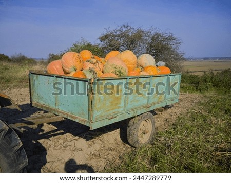 harvesting pumpkins in the field, trailer with pumpkins in the field, autumn harvest of pumpkins in the farmer's field