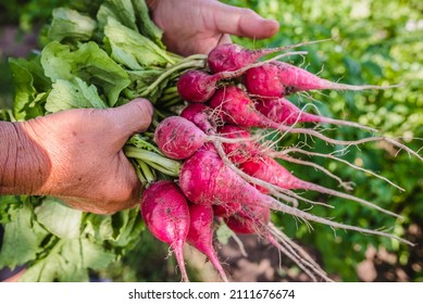 Harvesting radish in the garden. Farmer with freshly harvested vegetables, organic farming concept.