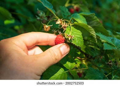 Harvesting raspberries. Farmer is hand collects organic raspberries in the garden.