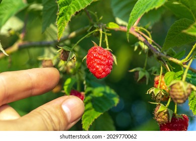 Harvesting raspberry. Farmer is hand collects organic raspberries in the garden. Red berry on a branch