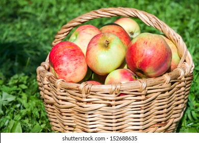 harvesting of red juicy ripe apples in the autumn
