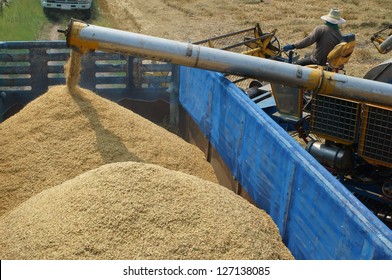 Harvesting Rice