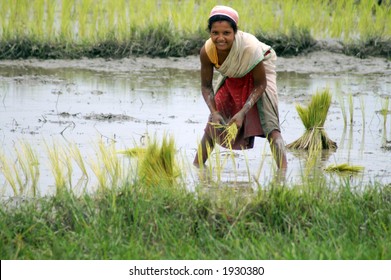 Harvesting Rice In Assam, India