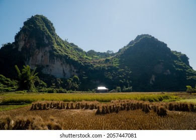 Harvesting Rice In The Northwest Highlands Of Vietnam