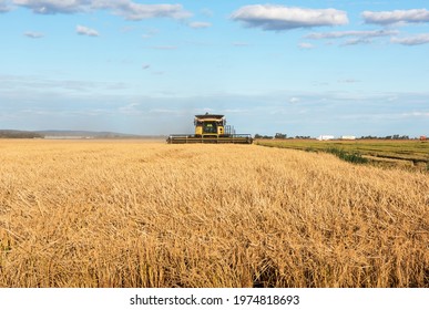 Harvesting Rice on the farm near Griffith in New South Wales, Australia