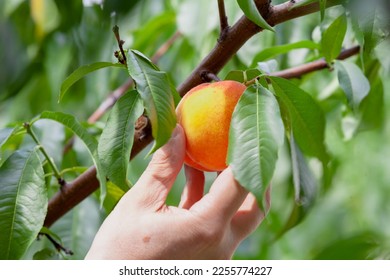 Harvesting. The right hand plucks an appetizing ripe peach from a tree branch. Around juicy green leaves