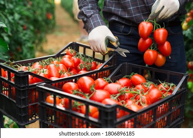 Harvesting ripe red tomatoes in the greenhouse. Crate storage