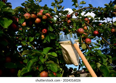 Harvesting Ripe Red And Yellow Apples On An Apple Tree, Picking Fruit, A Linen Bag With A Metal Rim Into Which The Apples Converge On Long Wooden Handles To Reach High On The Branches. Baby, Handmade