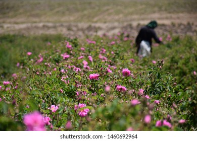 1,725 Iran rose Images, Stock Photos & Vectors | Shutterstock