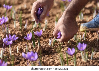 Harvesting Of Saffron In The Field