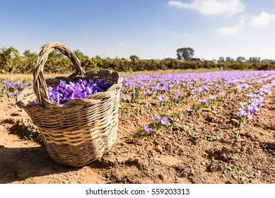 Harvesting Of Saffron In The Field