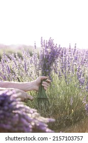 Harvesting Season. Lavender Bouquets. The Farmer Cuts The Flowers.