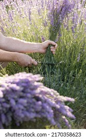 Harvesting Season. Lavender Bouquets. The Farmer Cuts The Flowers.