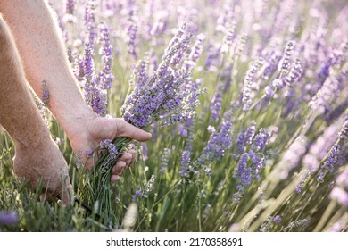 Harvesting Season. Lavender Bouquets. The Farmer Cuts The Flowers.