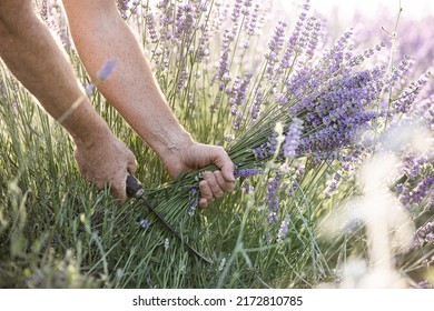 Harvesting Season. Lavender Bouquets. The Farmer Cuts The Flowers.