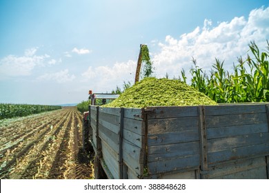 Harvesting Silage Corn Maize