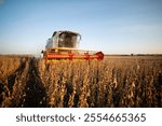 Harvesting of soybean field with combine