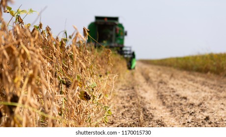 Harvesting Of Soybean Field With Combine